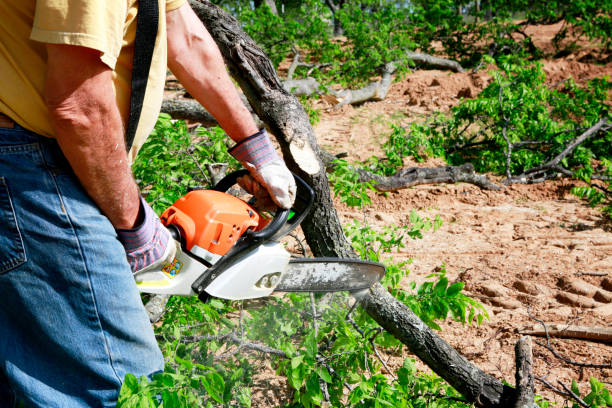 Best Tree Trimming Near Me  in South River, NM